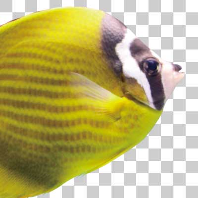 ツキチョウチョウウオ Hong-Kong butterflyfish