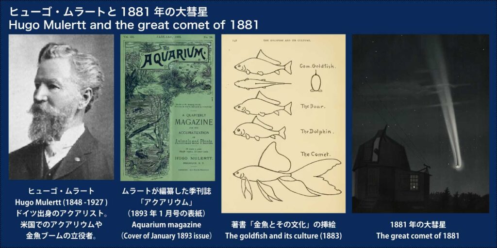 ヒューゴ・ムラートと1881年の大彗星