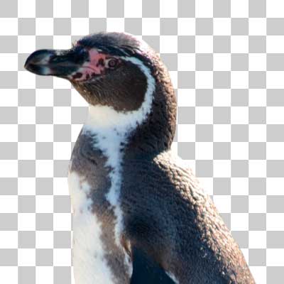 フンボルトペンギン Humboldt penguin