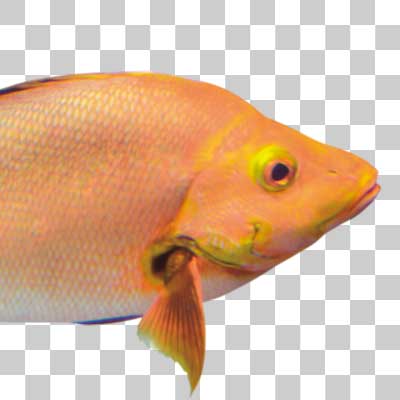 ヒメフエダイ Humpback red snapper