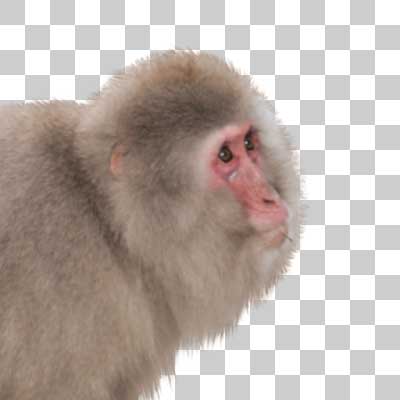 ニホンザル Japanese macaque