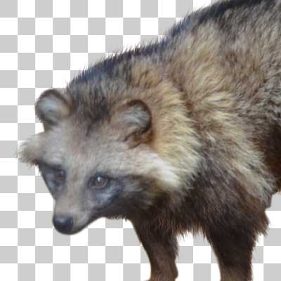 ホンドタヌキ Japanese raccoon dog