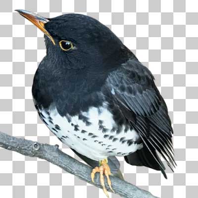 クロツグミ Japanese thrush