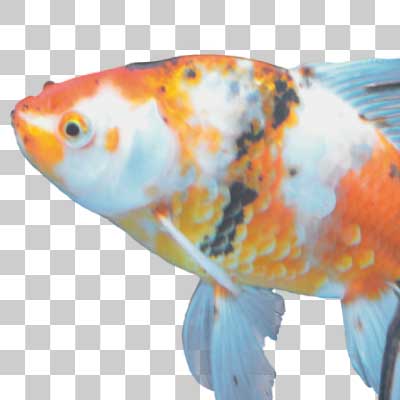 ジャンボ獅子頭 Jumbo shishigashira (goldfish)