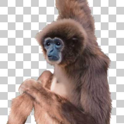 シロテナガザル Lar gibbon