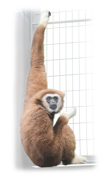 上野恩賜動物園のシロテナガザル