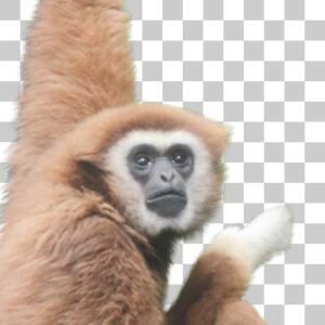 シロテナガザル Lar gibbon