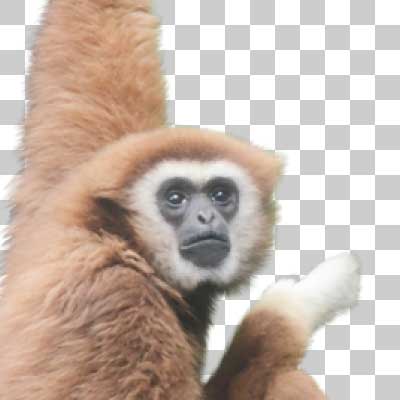 シロテナガザル Lar gibbon