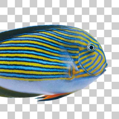 ニジハギ Lined surgeonfish