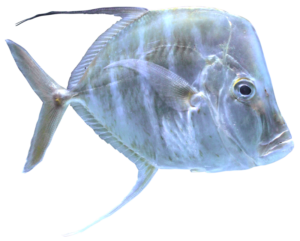 銀色に輝くシロガネアジ