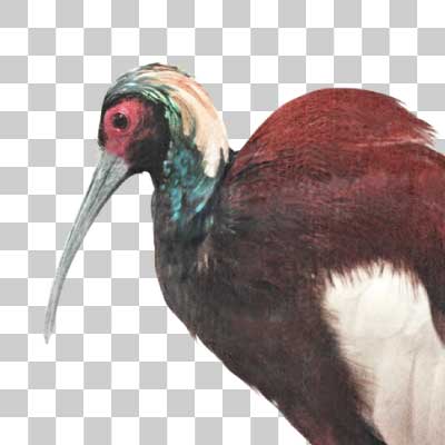 マダガスカルトキ Madagascar Crested Ibis