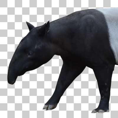 マレーバク Malayan tapir