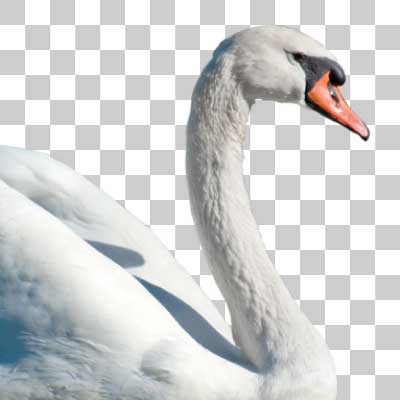 コブハクチョウ Mute swan