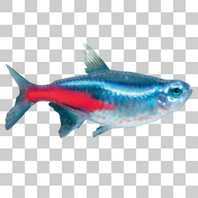 ネオンテトラ Neon tetra