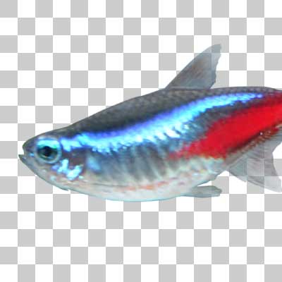 ネオンテトラ Neon tetra