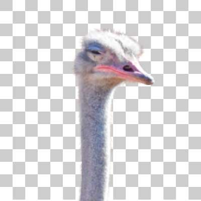 ダチョウ Ostrich