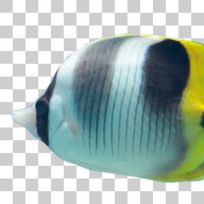 スダレチョウチョウウオ Pacific double-saddle butterflyfish