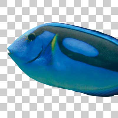 ナンヨウハギ Palette surgeonfish