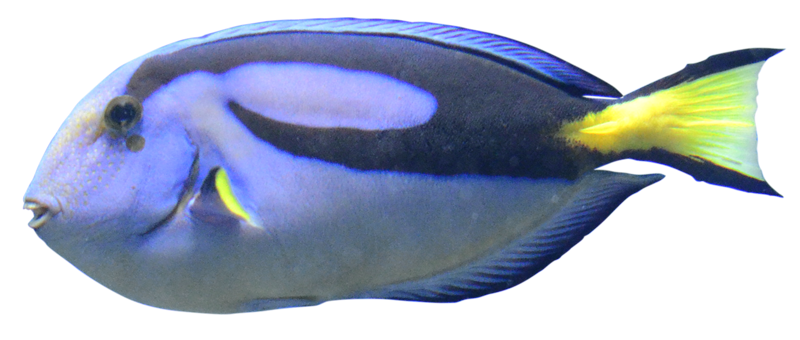 しながわ水族館のナンヨウハギ