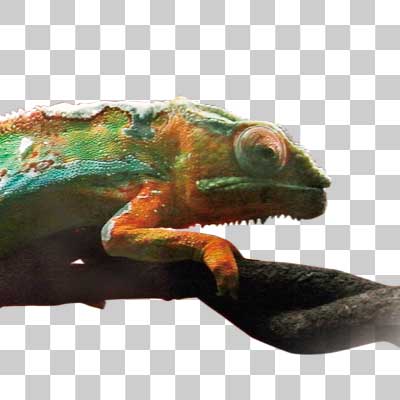 パンサーカメレオン Panther chameleon