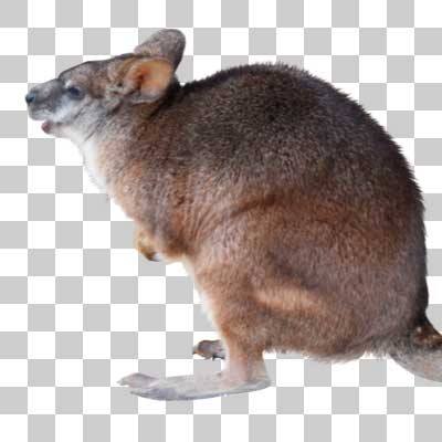 パルマワラビー Parma wallaby