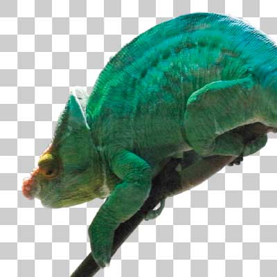 パーソンカメレオン Parson’s chameleon