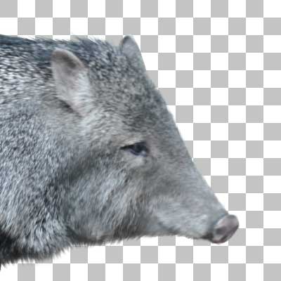 クビワペッカリー Collared Peccary
