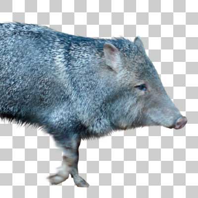 クビワペッカリー Collared Peccary