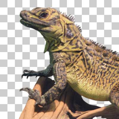 フィリピンホカケトカゲ Philippine sailfin lizard