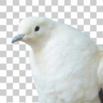 ソデグロバトの嘴はやや青みがかったグレー