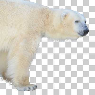 ホッキョクグマ Polar bear