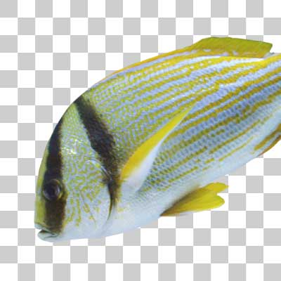 ポークフィッシュ Porkfish