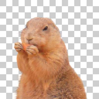 プレーリードッグ Prairie dog