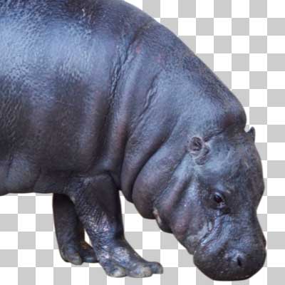 コビトカバ Pygmy hippopotamus