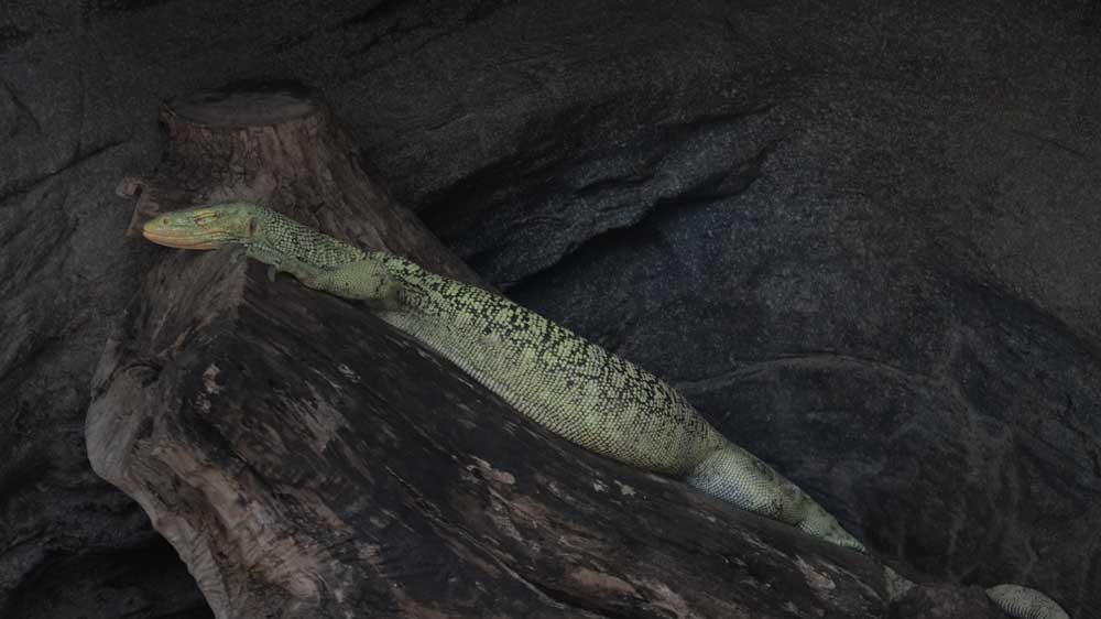 上野動物園のコガネオオトカゲ