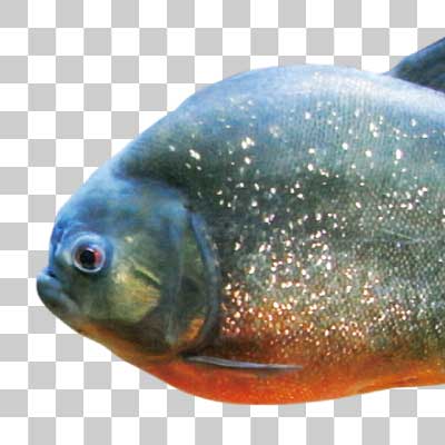 ピラニアナッテリー Red bellied piranha