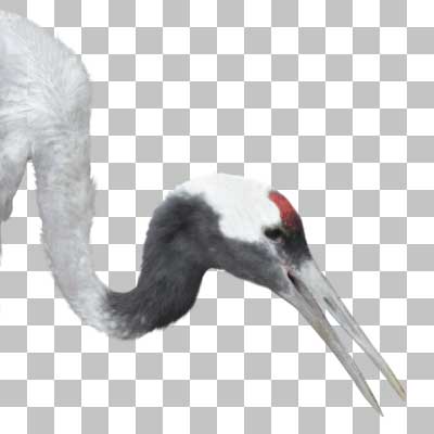 タンチョウ Red-crowned Crane