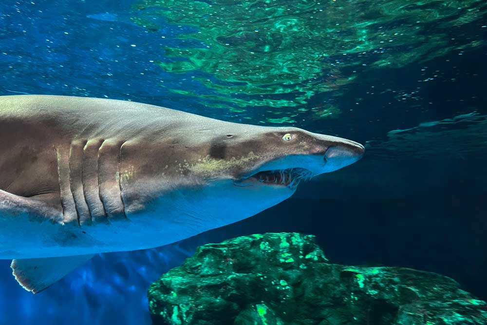 シロワニ Sand Tiger Shark