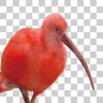 ショウジョウトキの長い嘴