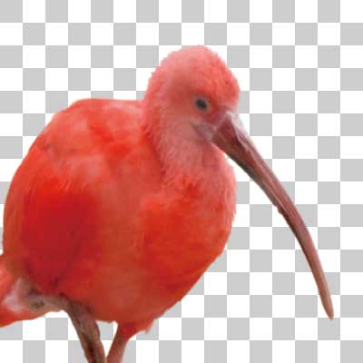 ショウジョウトキ Scarlet ibis