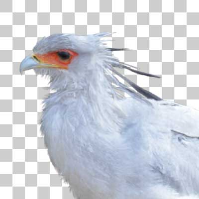 ヘビクイワシ Secretarybird