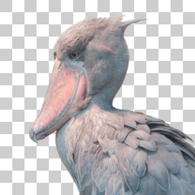 ハシビロコウ Shoebill