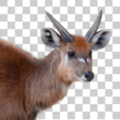 シタツンガ Sitatunga