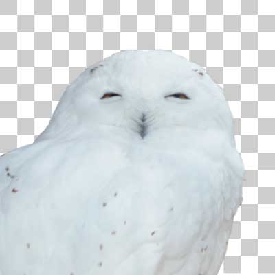 シロフクロウ Snowy owl