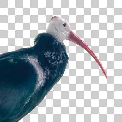 ハゲトキ Southern bald Ibis