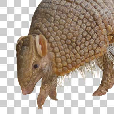 マタコミツオビアルマジロ Southern three-banded armadillo