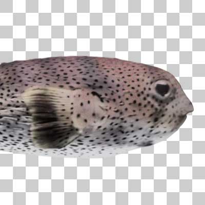 ネズミフグ Spot-fin porcupinefish