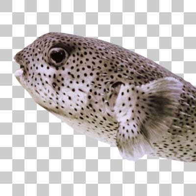 ネズミフグ Spot-fin porcupinefish