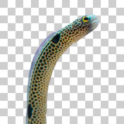 チンアナゴ Spotted garden eel