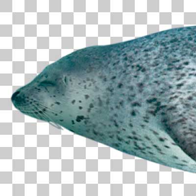 ゴマフアザラシ Spotted seal